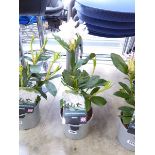 Potted white hybrid rhododendron