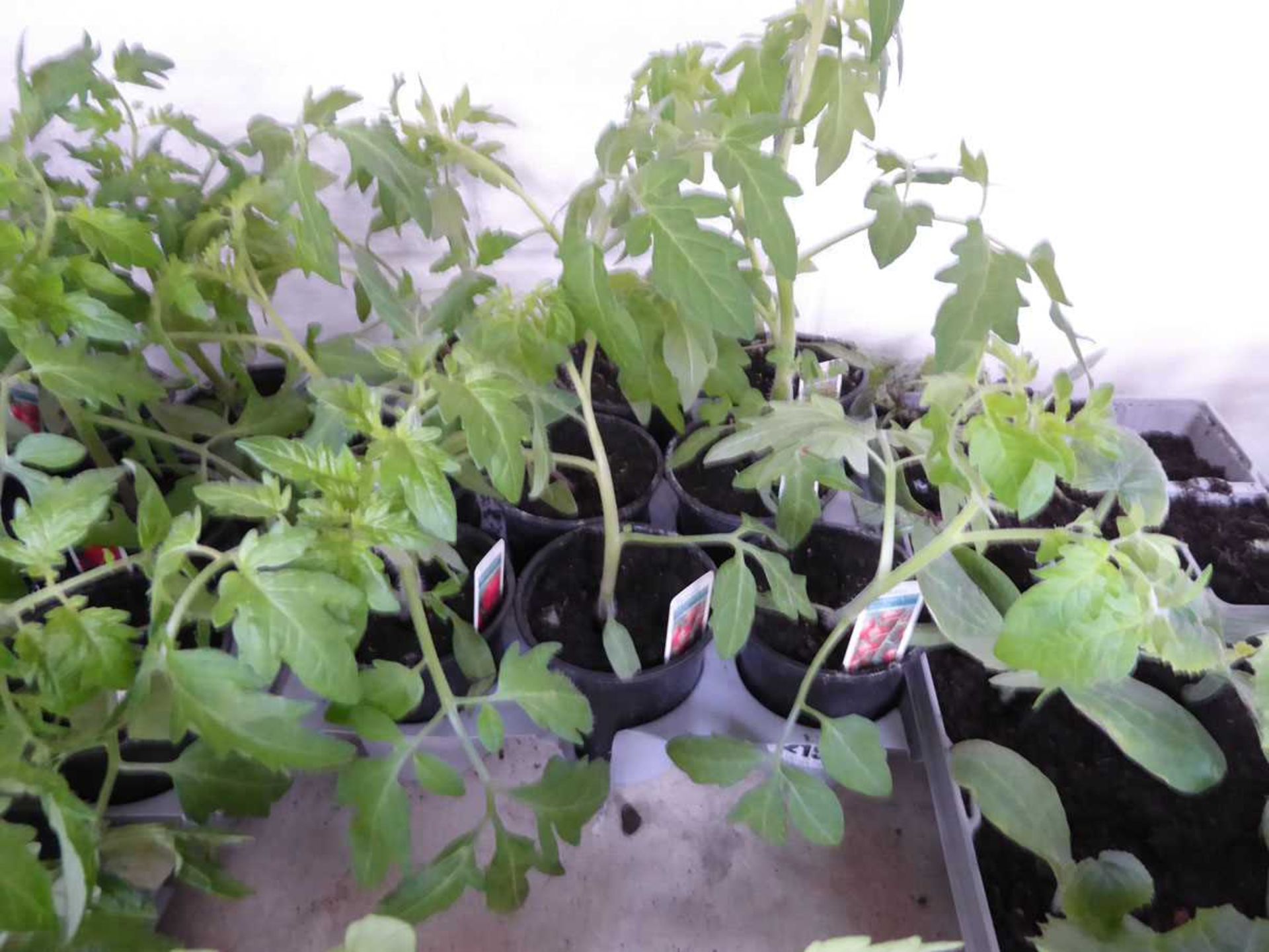 Tray containing 9 pots of mixed tomato plants to include money makers, gardenders delight, etc