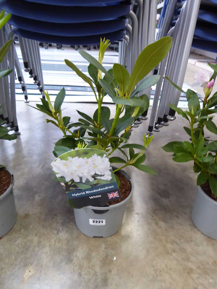 Potted white hybrid rhododendron