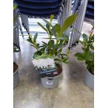 Potted white hybrid rhododendron