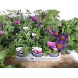 Tray containing 12 pots of mixed petunias