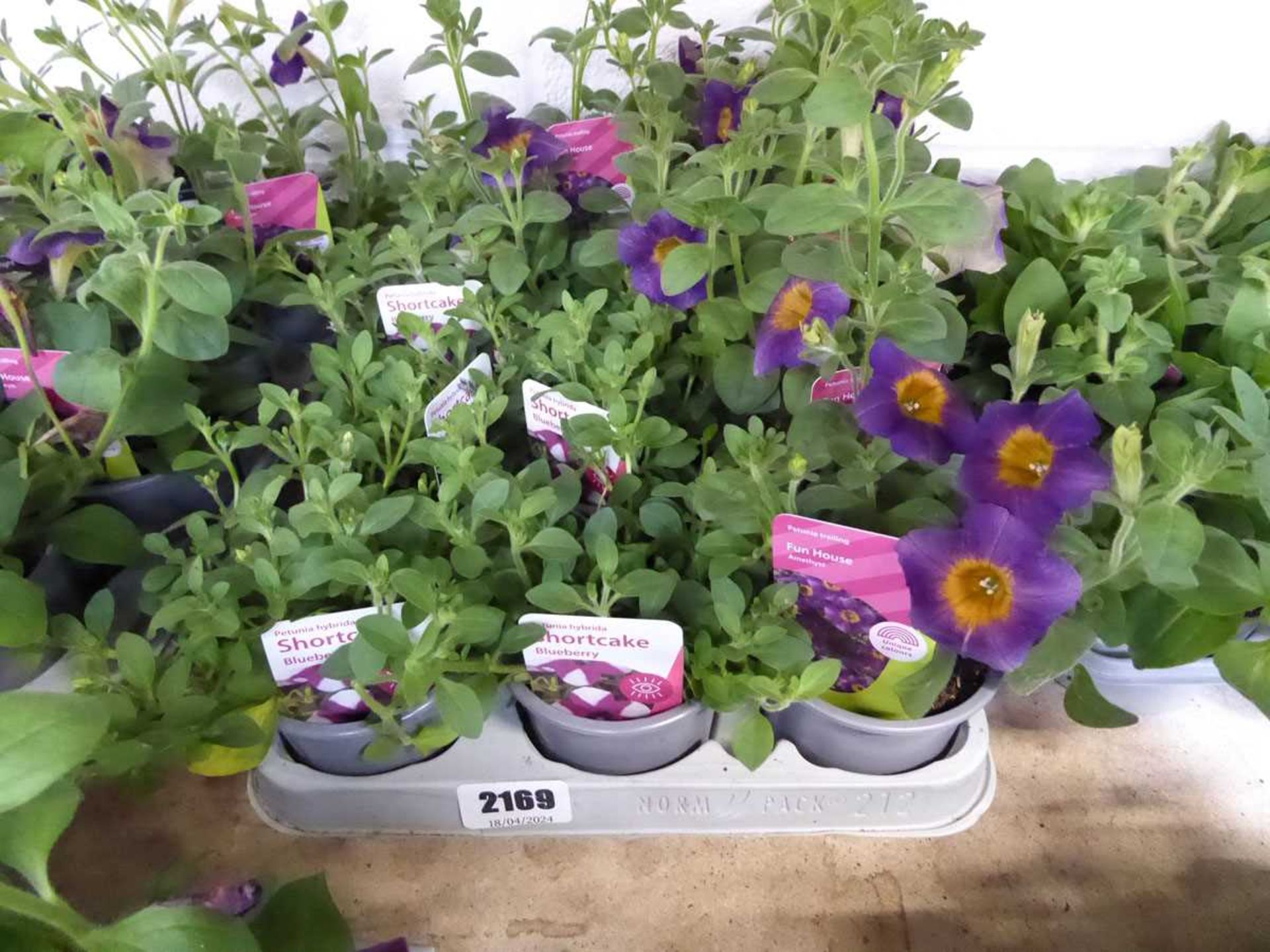 Tray containing 12 pots of mixed petunias