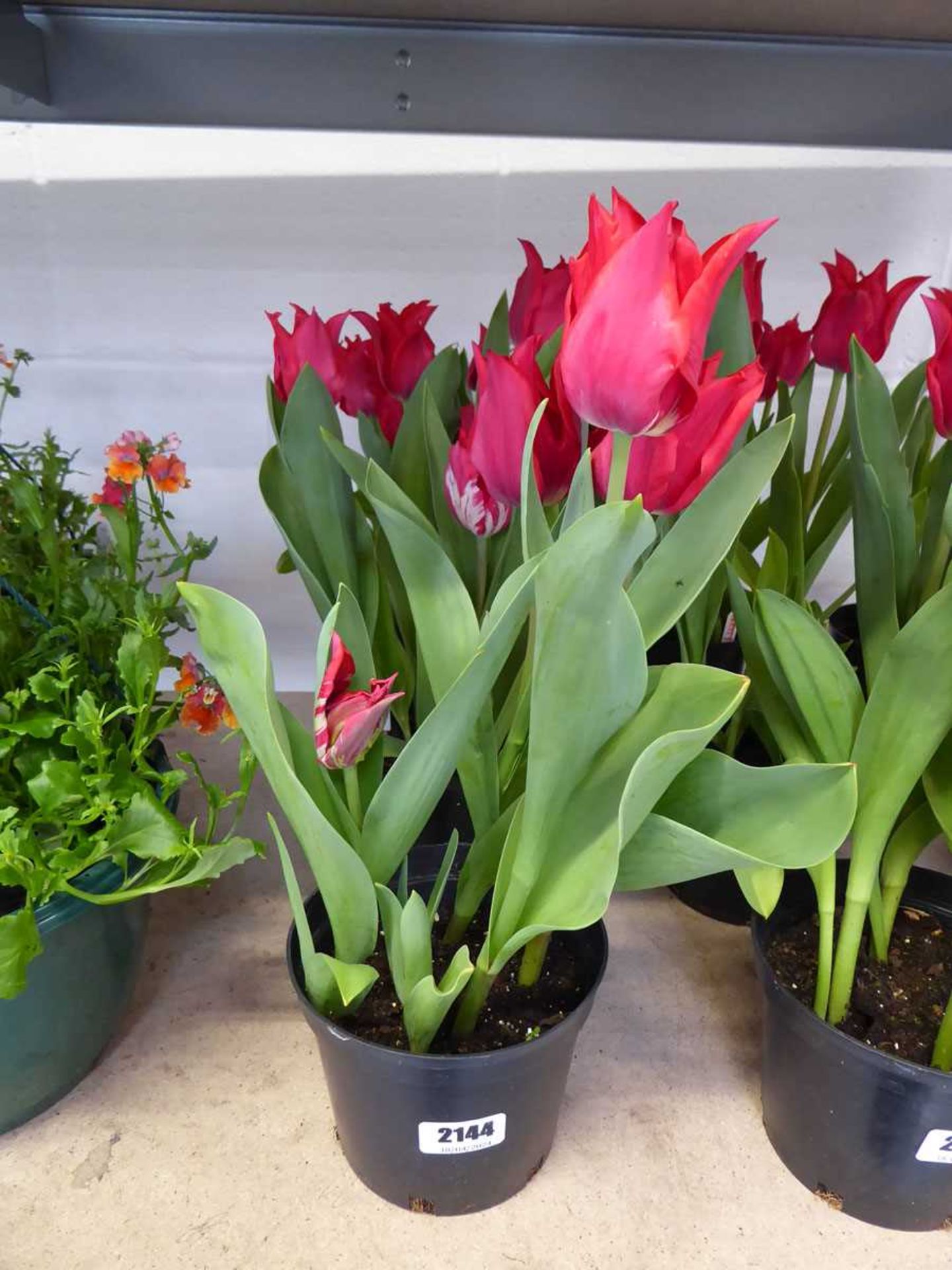 3 potted tulip planters