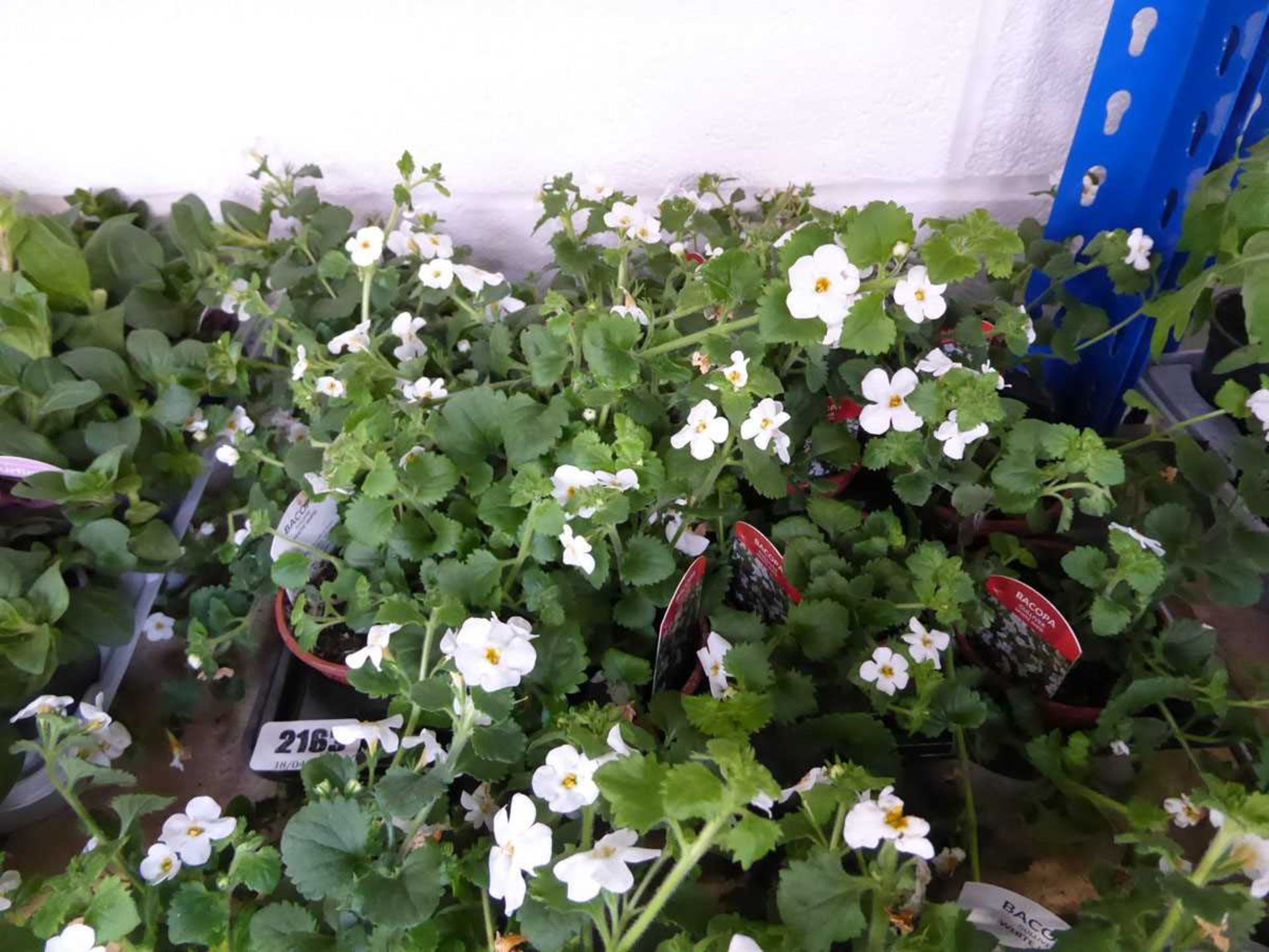 Tray containing 12 pots of bacopa