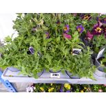 Tray containing 12 pots of mixed petunias