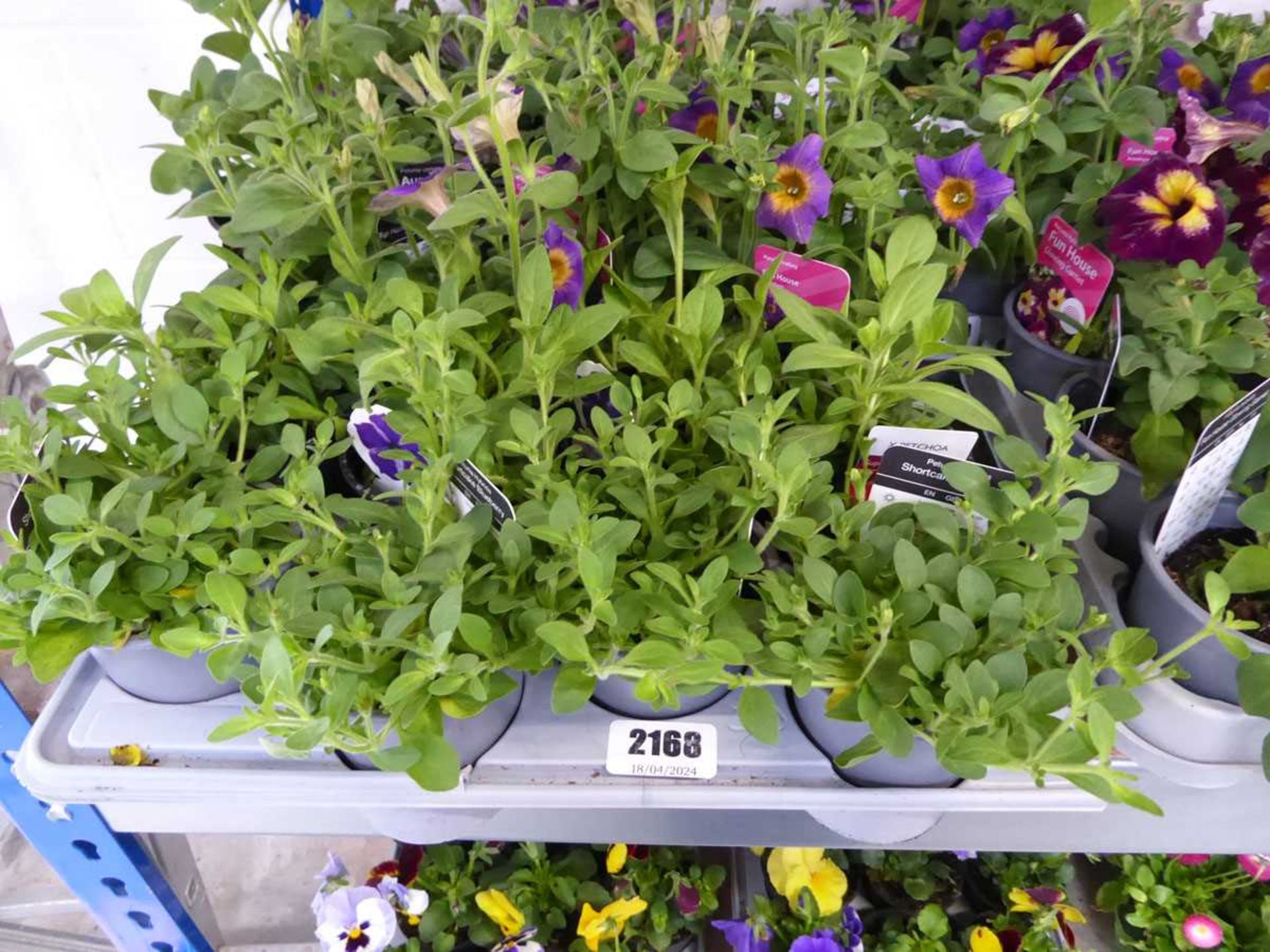 Tray containing 12 pots of mixed petunias