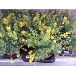 Tray containing 4 large potted Genista
