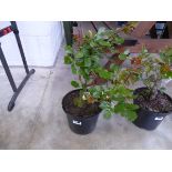 Potted trumpetiere rose