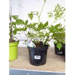 Pair of potted flowering astilbe - 2 white