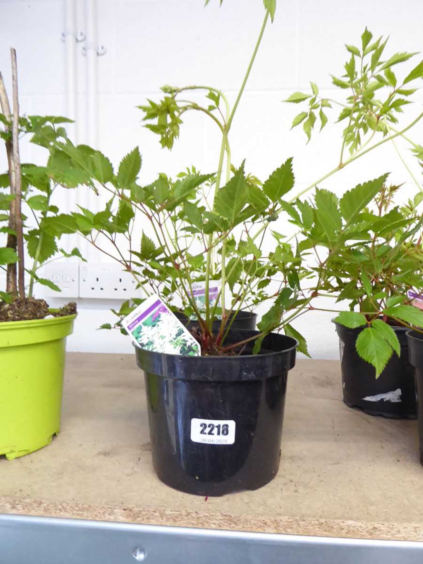 Pair of potted flowering astilbe - 2 white