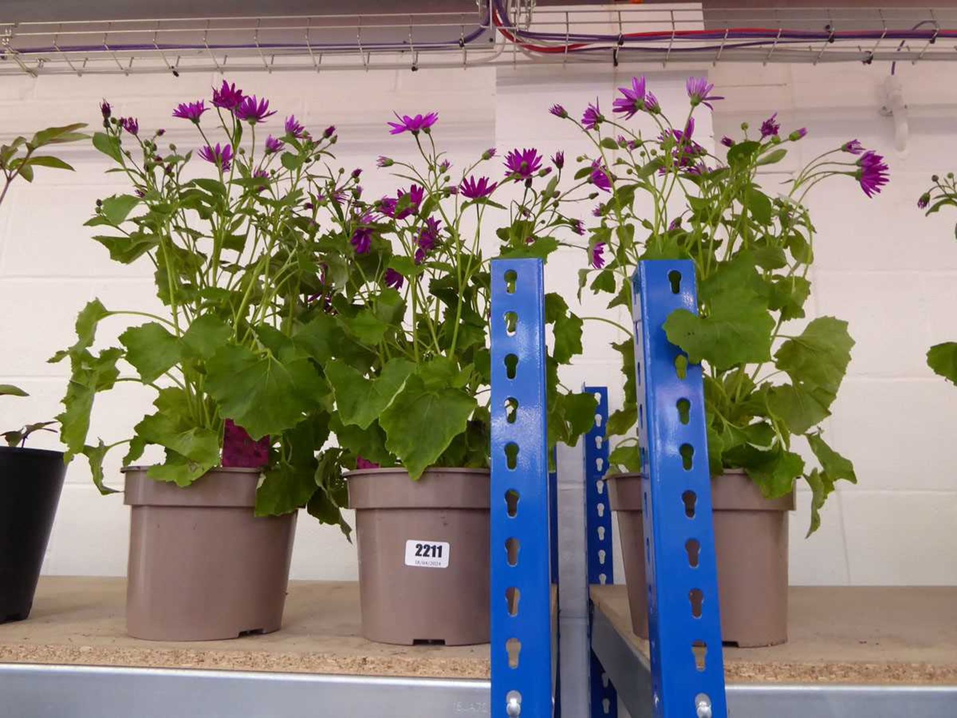 3 potted senetti magenta