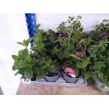 Tray containing 12 pots of mixed petunias