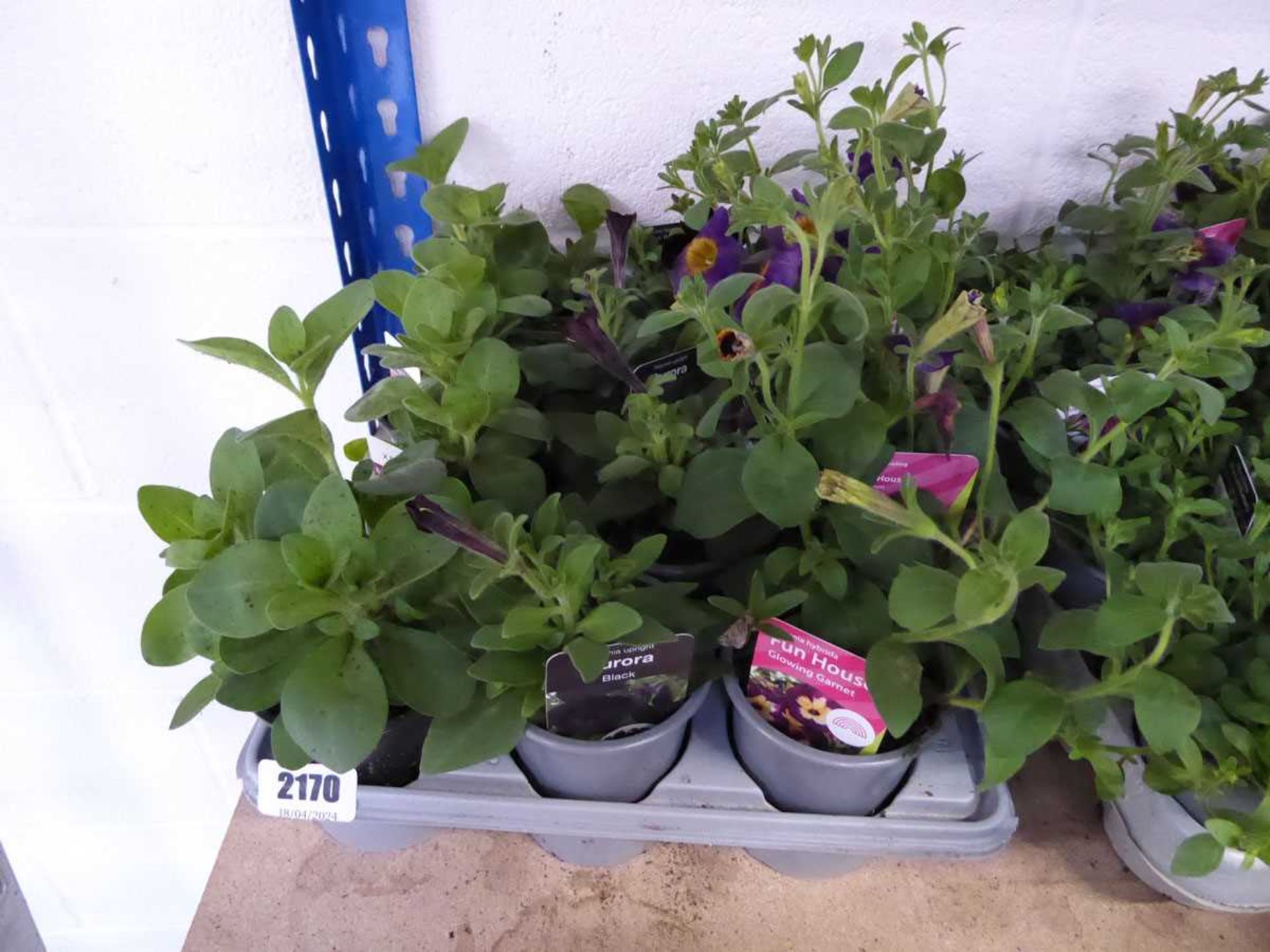 Tray containing 12 pots of mixed petunias