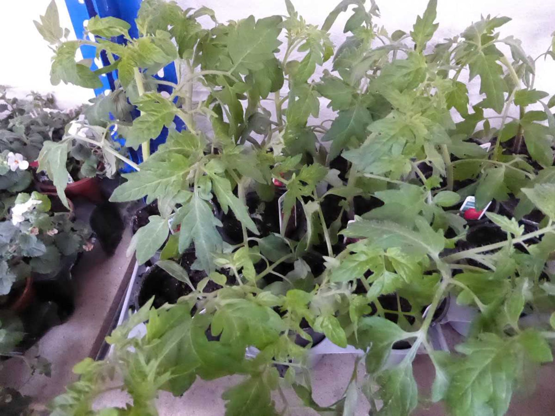 Tray containing 9 pots of mixed tomato plants to include money makers, gardenders delight, etc