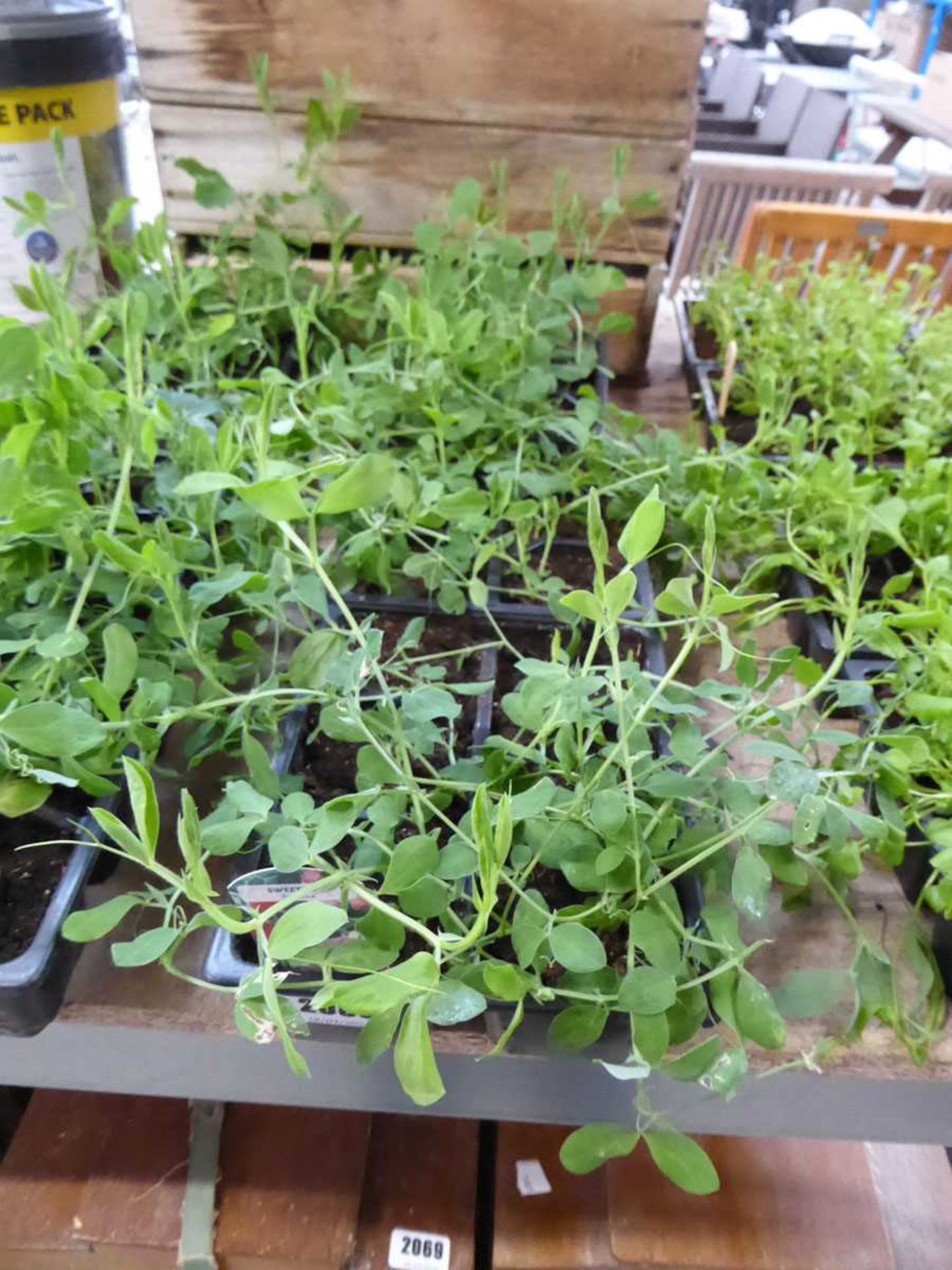 3 trays of Spencer sweet peas