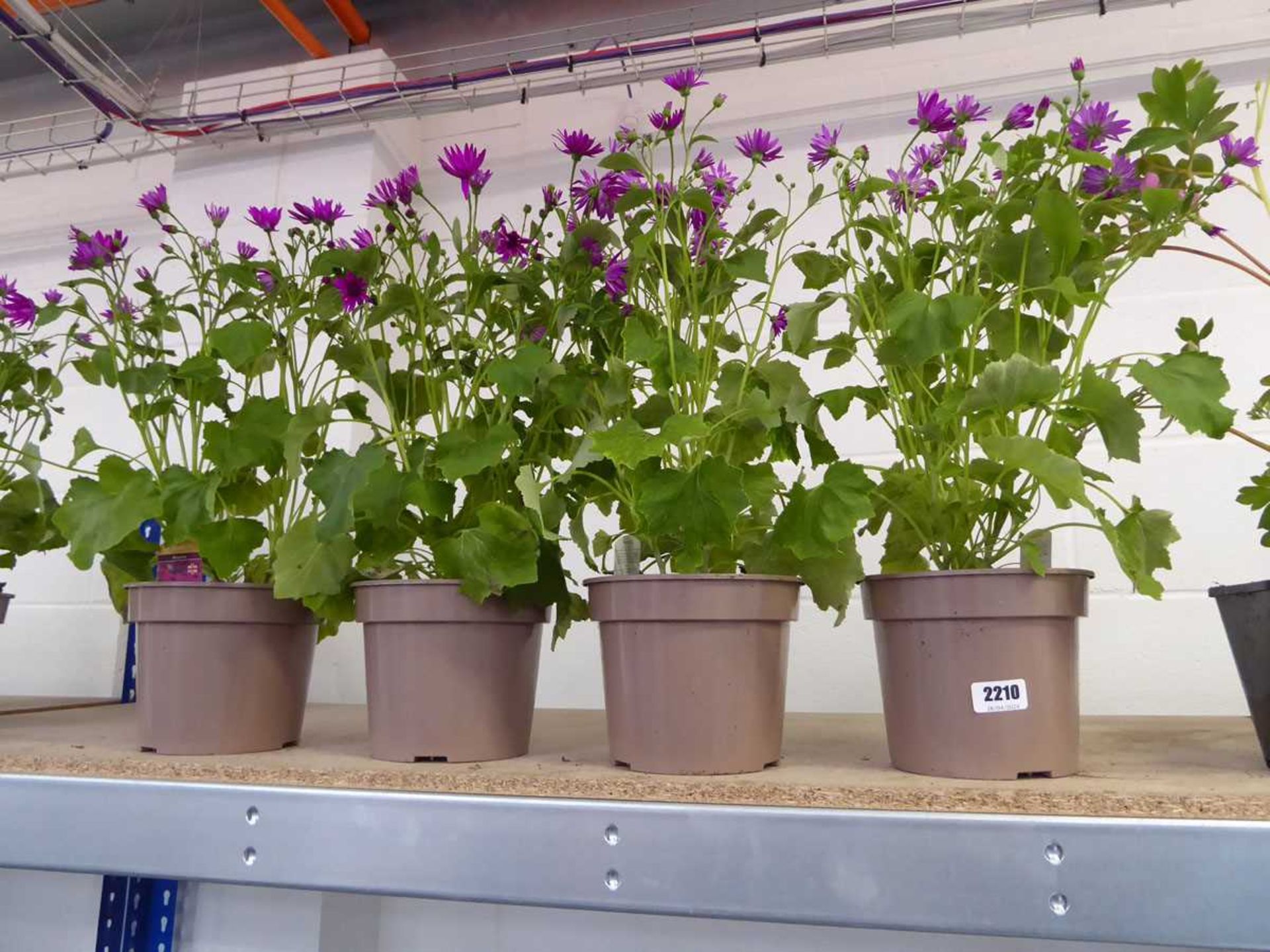 4 potted senetti magenta