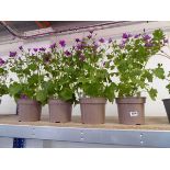 4 potted senetti magenta