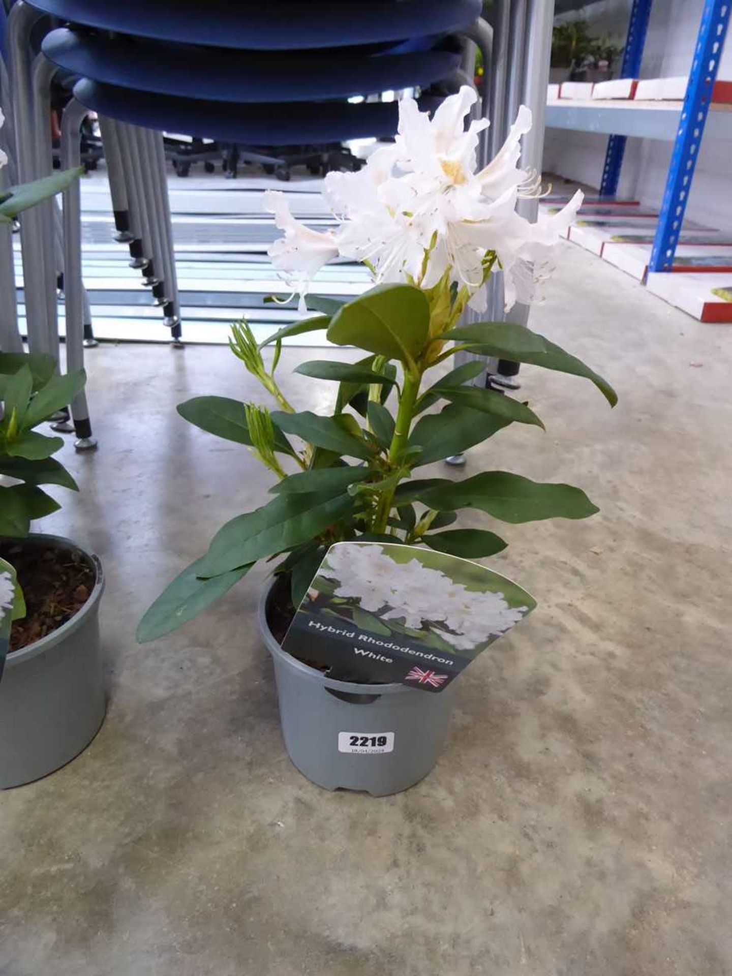 Potted white hybrid rhododendron