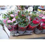 Tray containing 9 potted mixed coloured roses