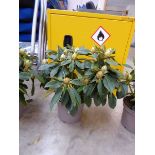 Potted Golden Torch rhododendron