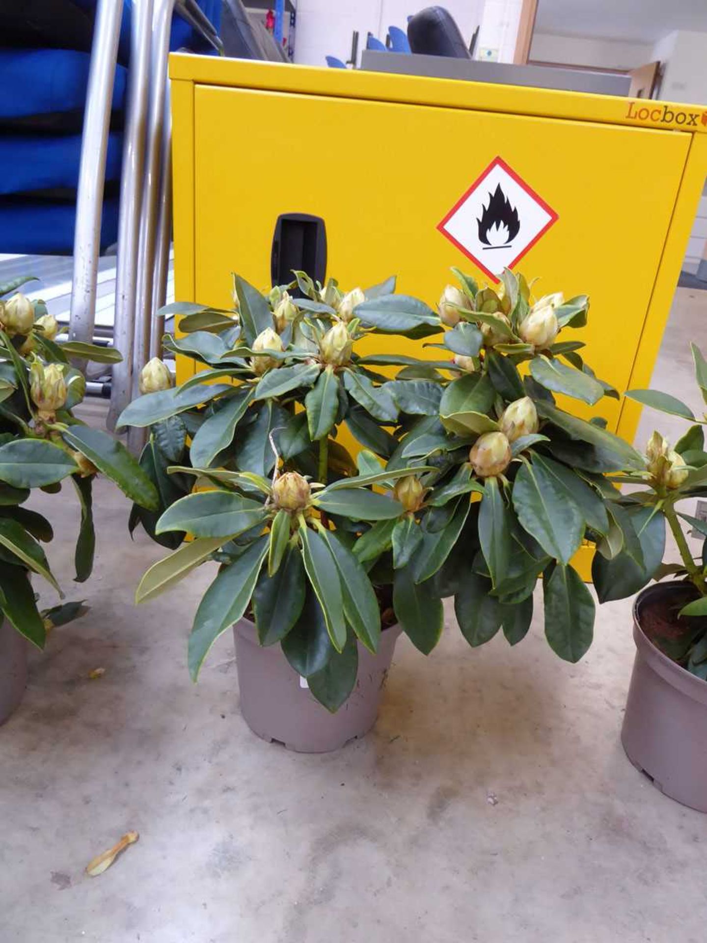 Potted Golden Torch rhododendron