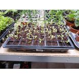 Tray containing qty of beetroot plants
