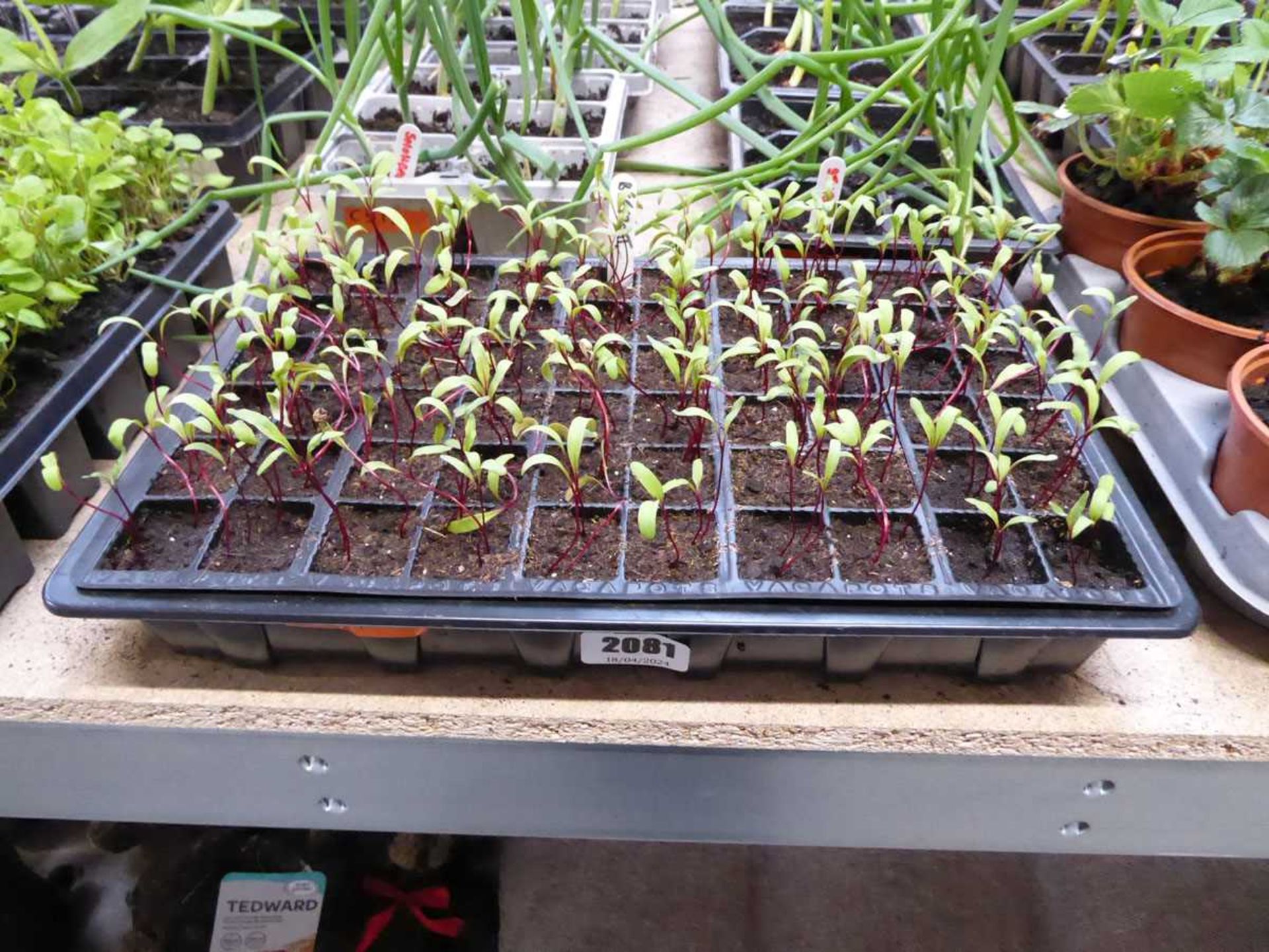 Tray containing qty of beetroot plants