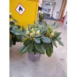 Potted Golden Torch rhododendron