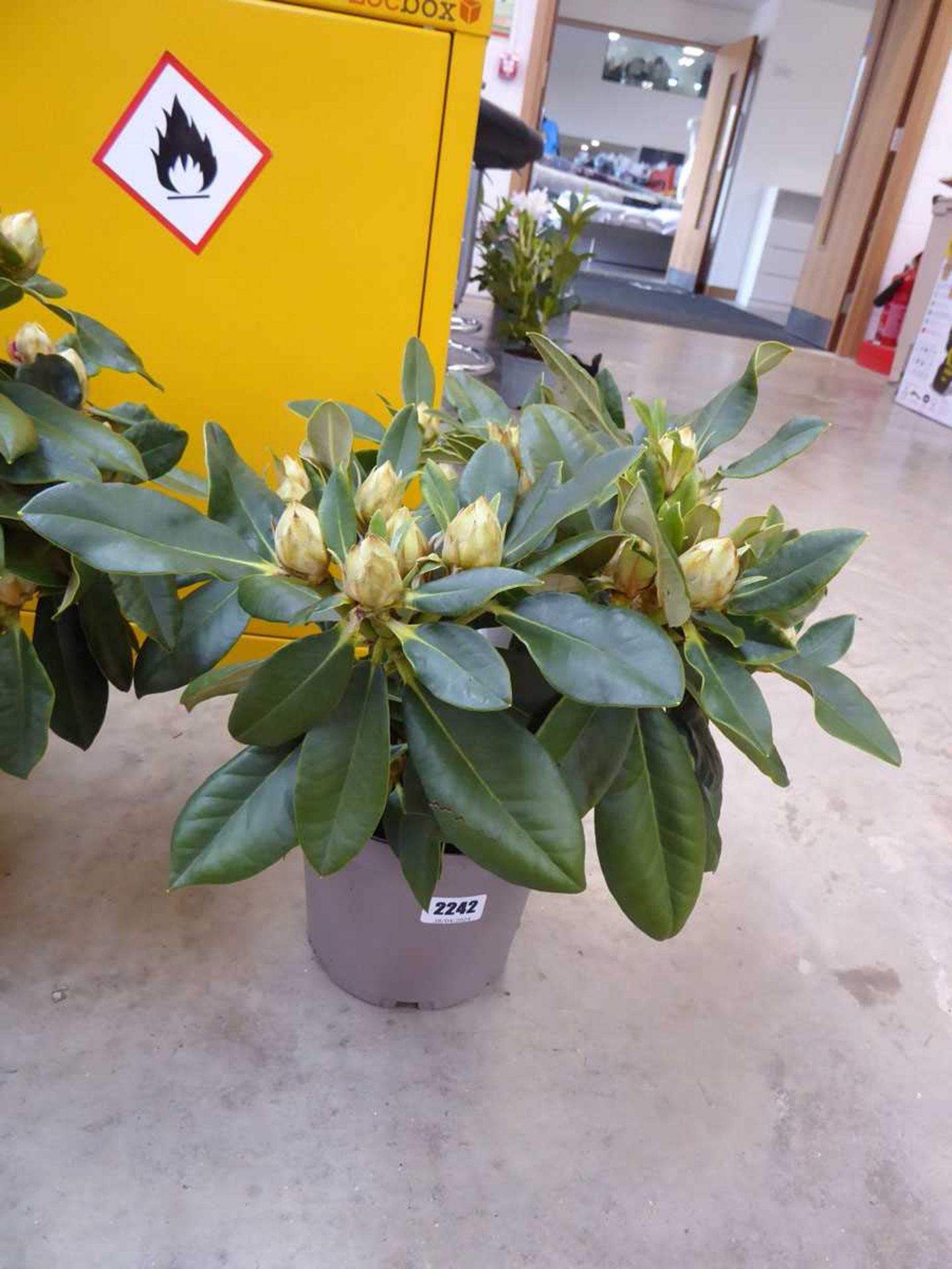 Potted Golden Torch rhododendron