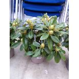 Potted Golden Torch rhododendron