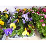 2 tray containing 18 pots pansies