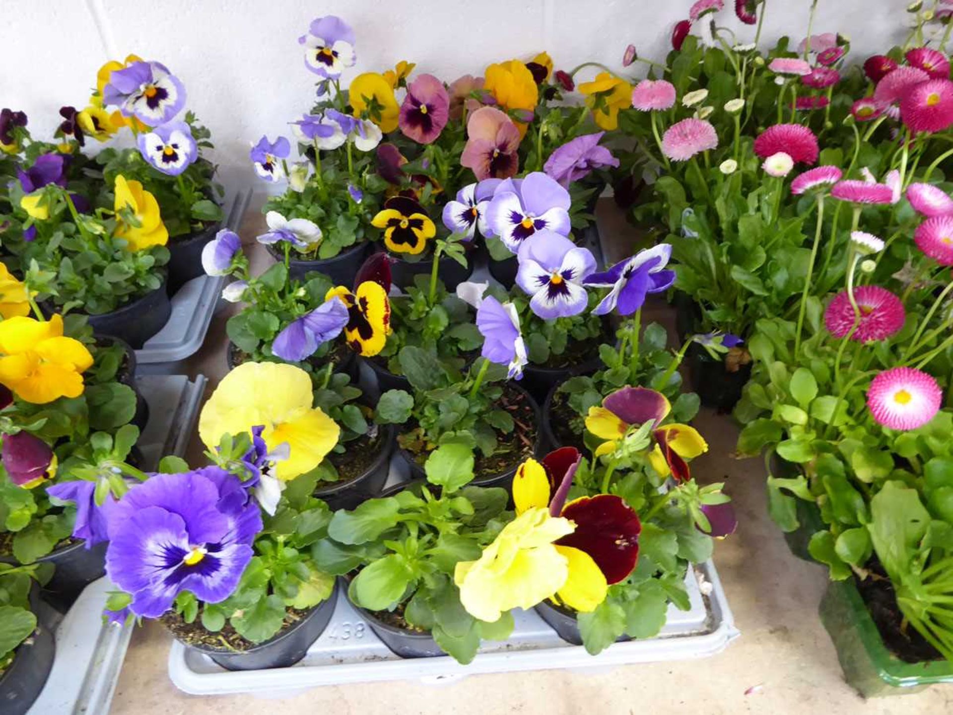 2 tray containing 18 pots pansies