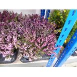 Tray containing 8 pots of purple flowering heather