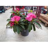Large potted pinky white rhododendron