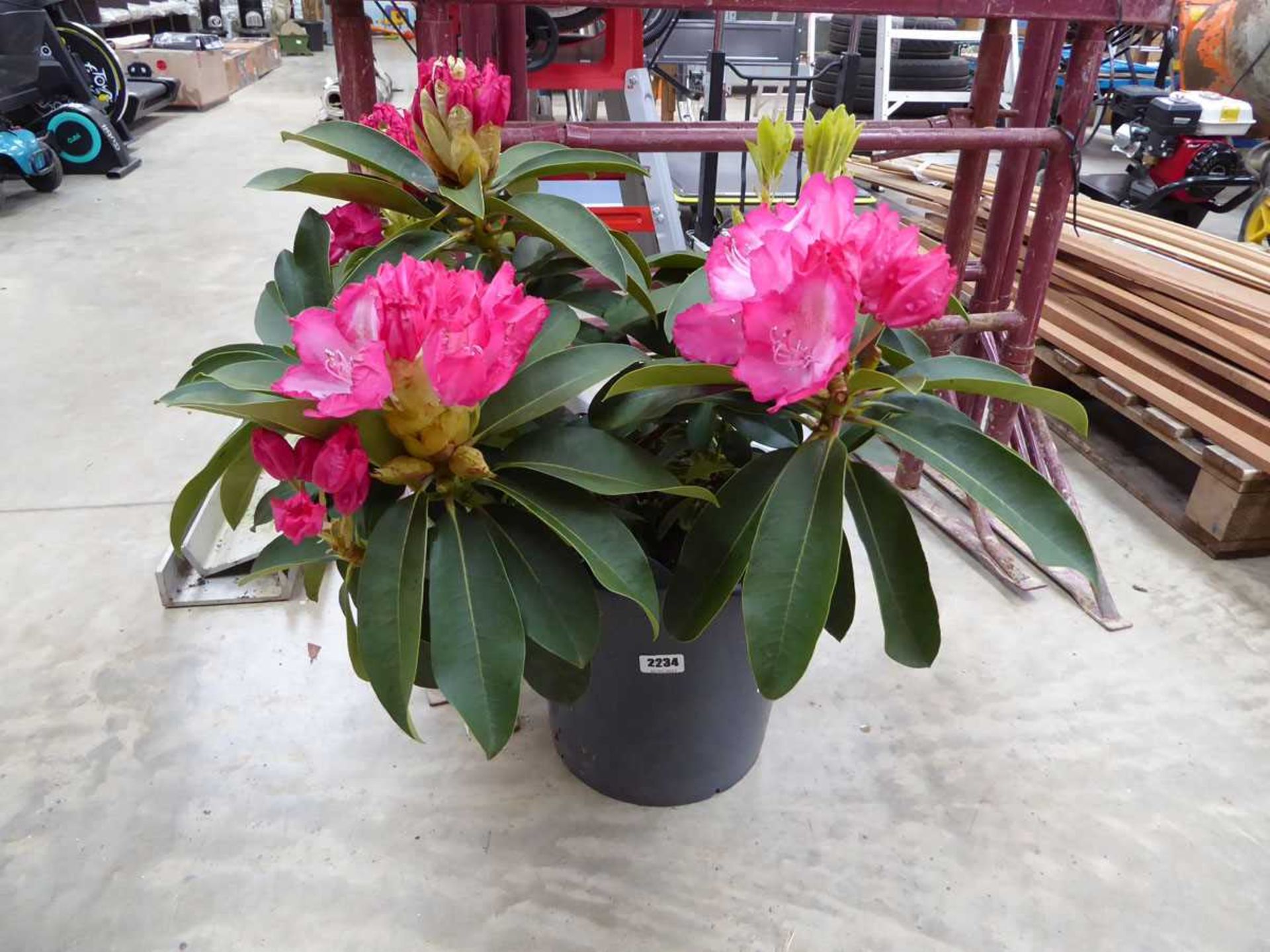 Large potted pinky white rhododendron