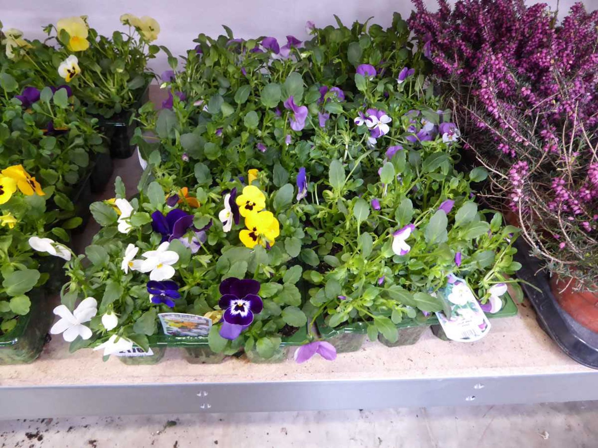 6 small trays of penny lane violas