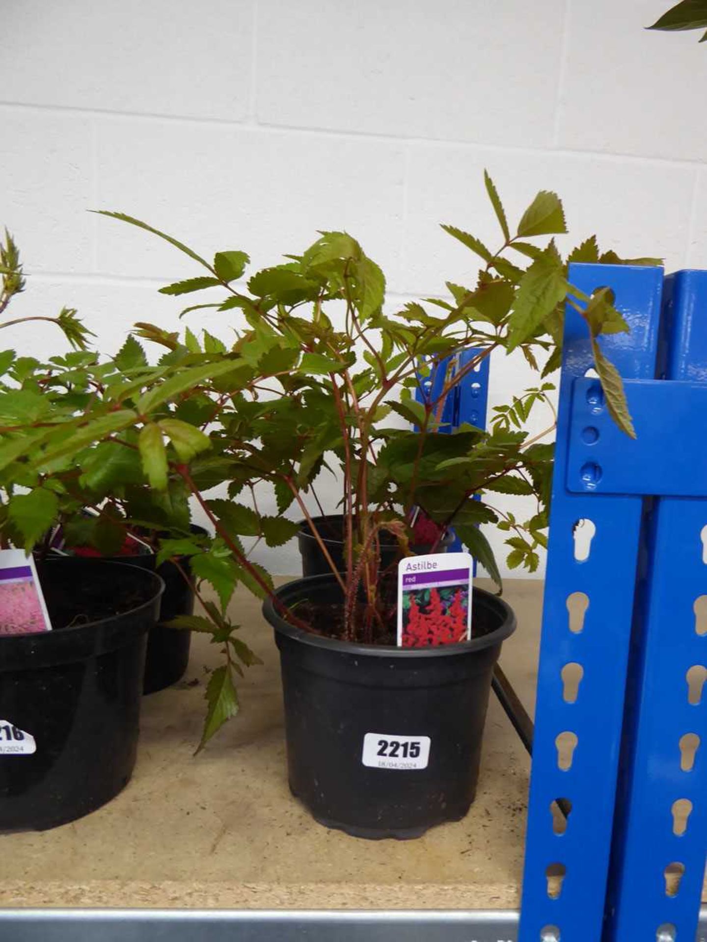 Pair of potted red flowering astilbe