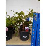 Pair of potted red flowering astilbe