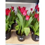 3 potted tulip planters