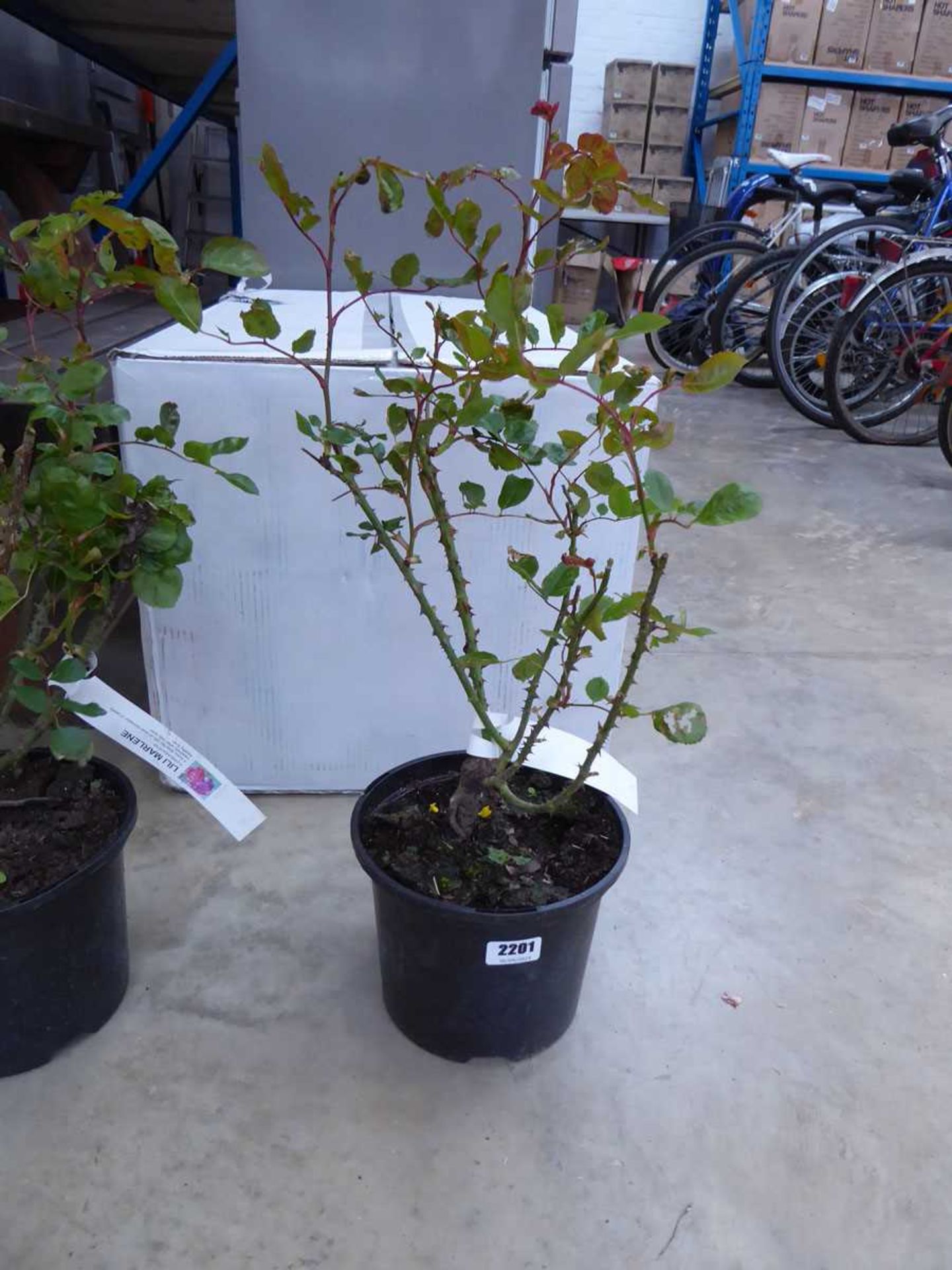 Potted Lili Marleen floribunda rose