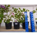 3 potted pink flowering Dicentra