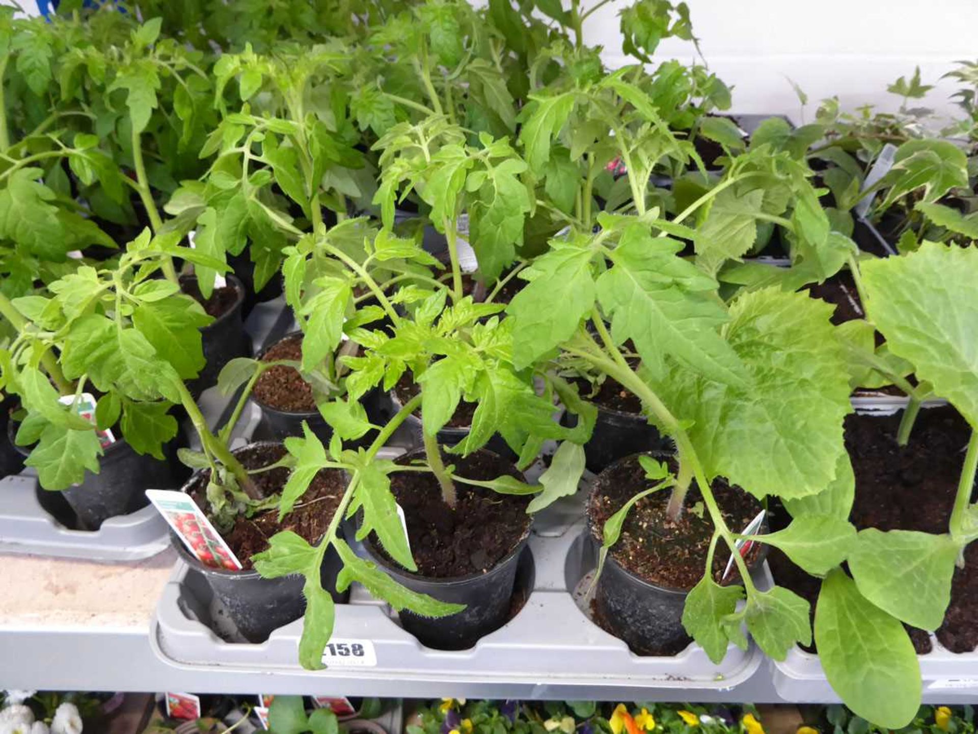 Tray containing 9 pots of mixed tomato plants to include money makers, gardenders delight, etc