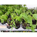 Tray containing 9 pots of mixed tomato plants to include money makers, gardenders delight, etc