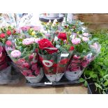 Tray containing 9 potted mixed coloured roses