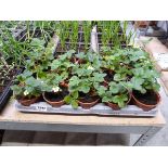 Tray containing 15 strawberry plants