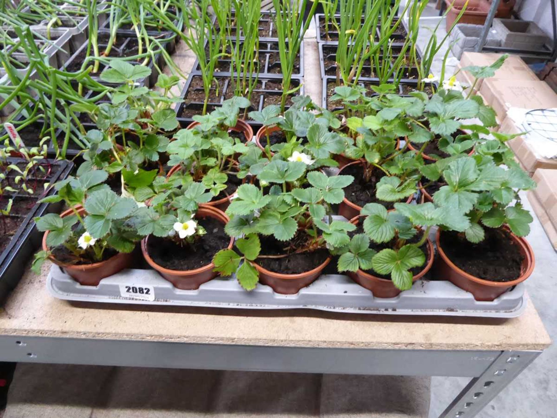 Tray containing 15 strawberry plants