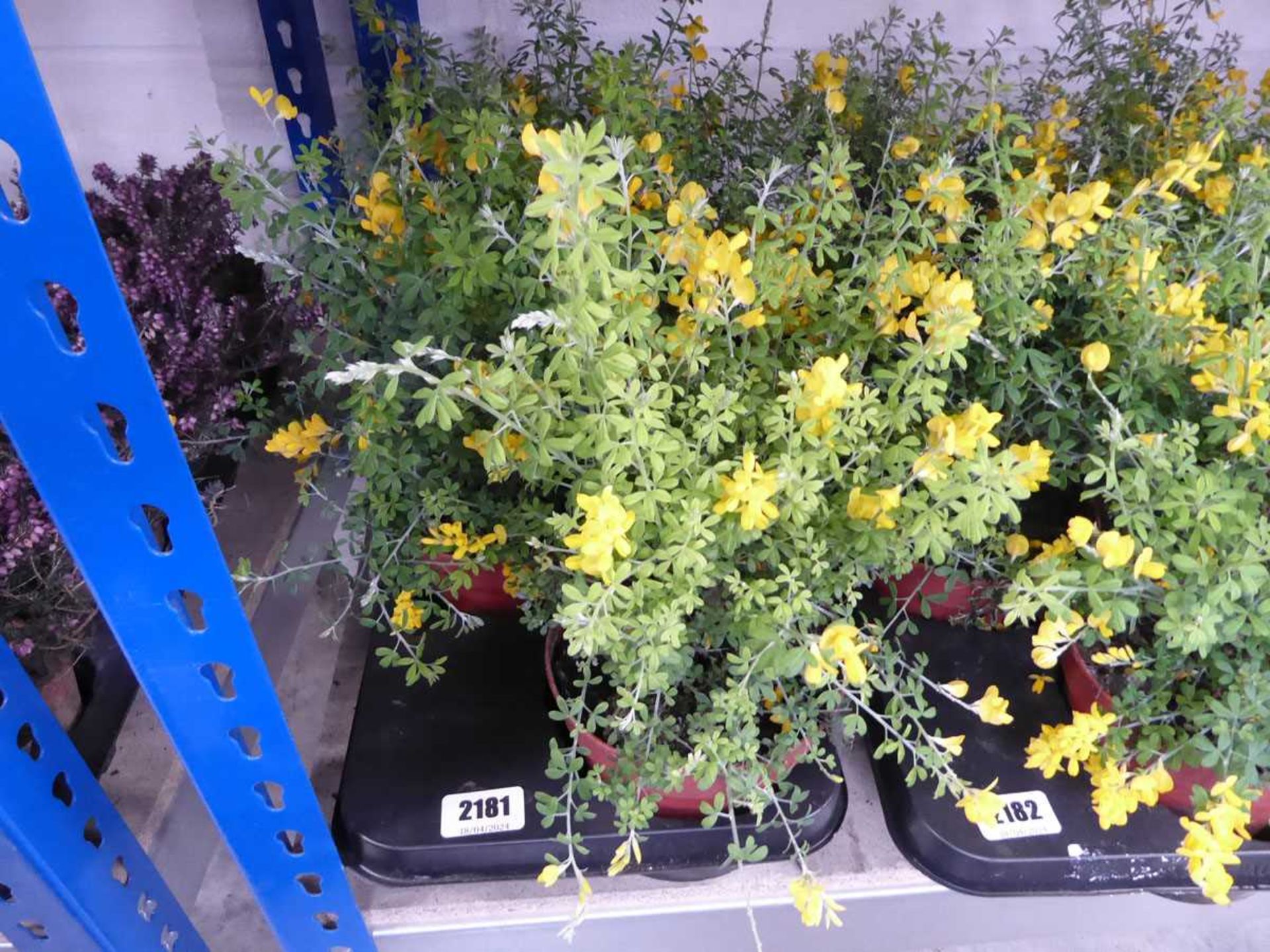Tray containing 4 large potted Genista