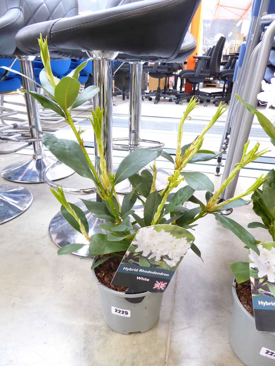 Potted white hybrid rhododendron