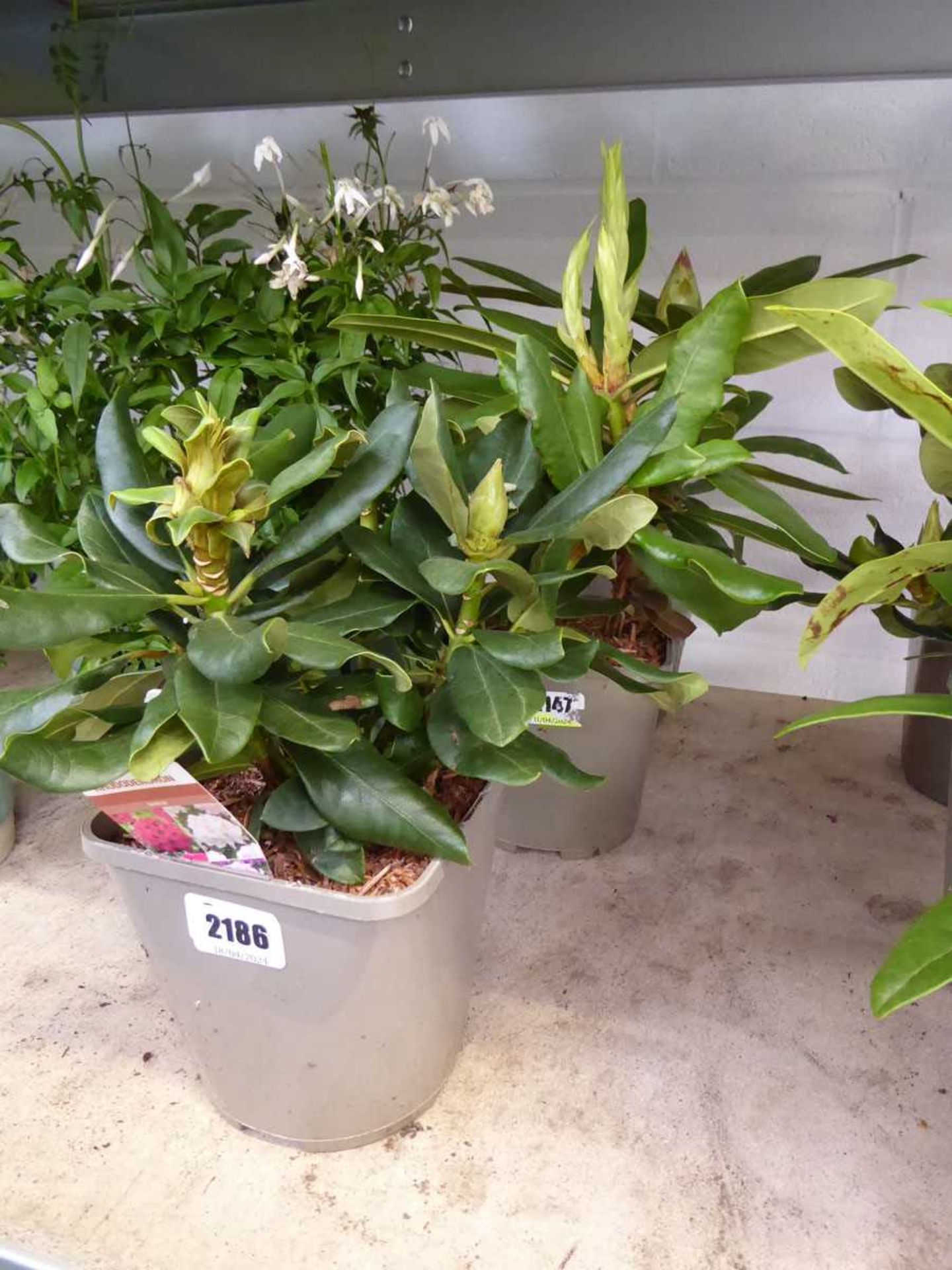 3 small potted rhododendron