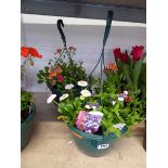 Pair of pre planted hanging baskets containing mixed plants